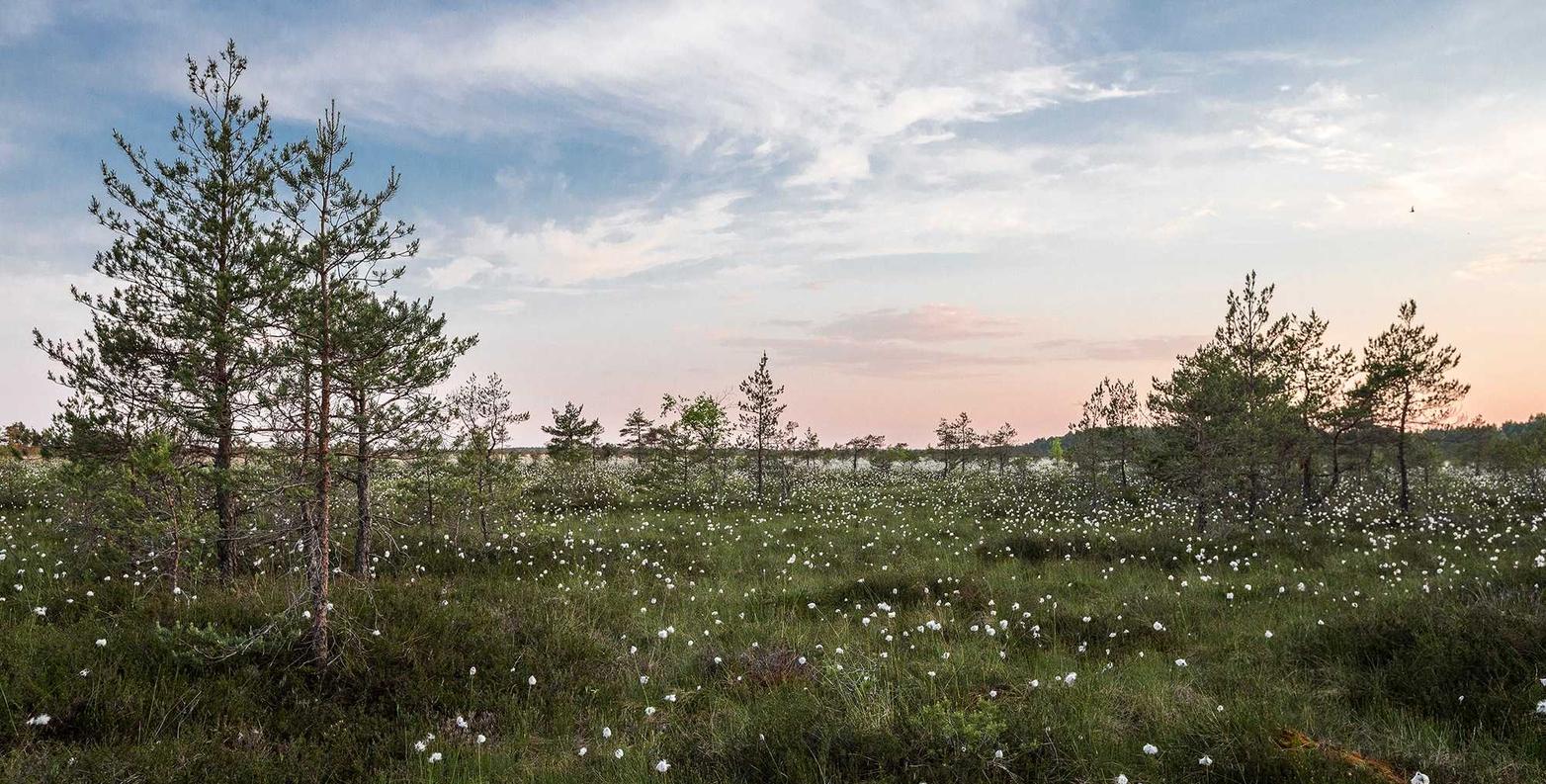 syn攻击|万能app详情下载教程